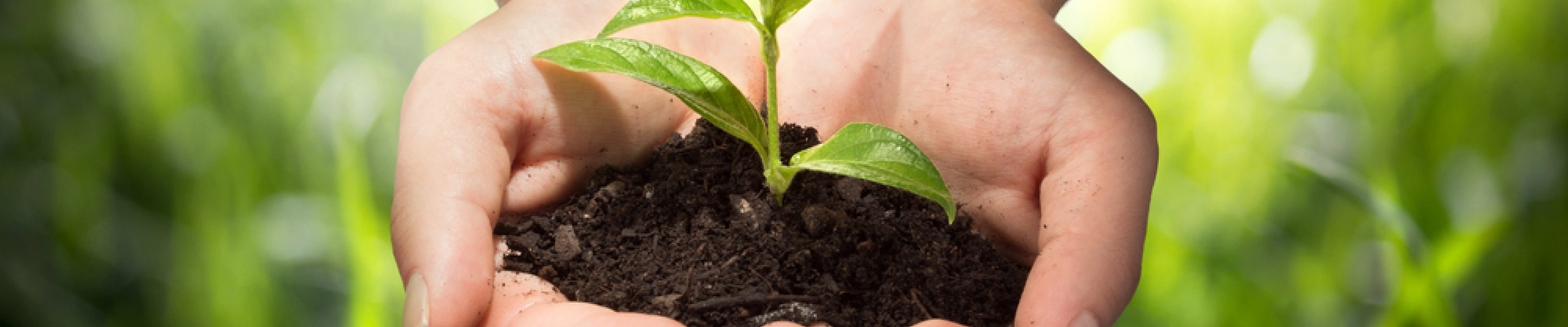 Organic Cleaning Services Brooklyn