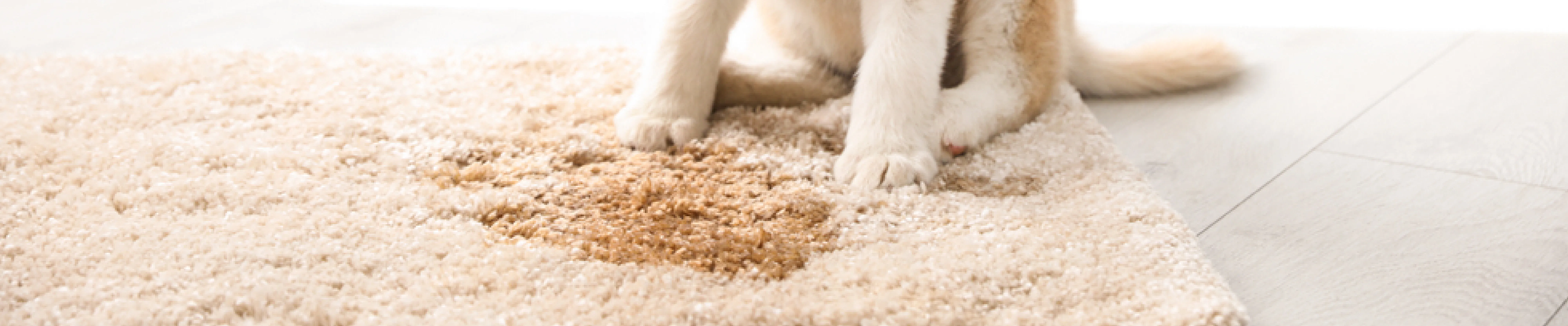Pet Stain and Odor Removal Service Brooklyn
